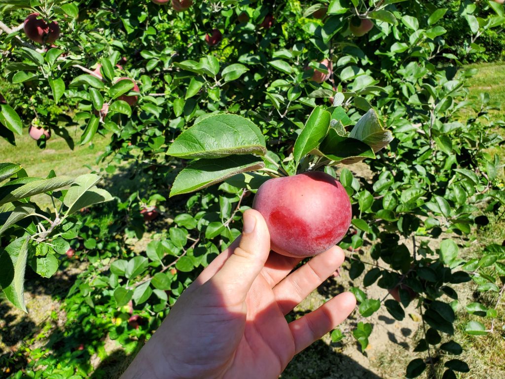 what is the best snacking apple?