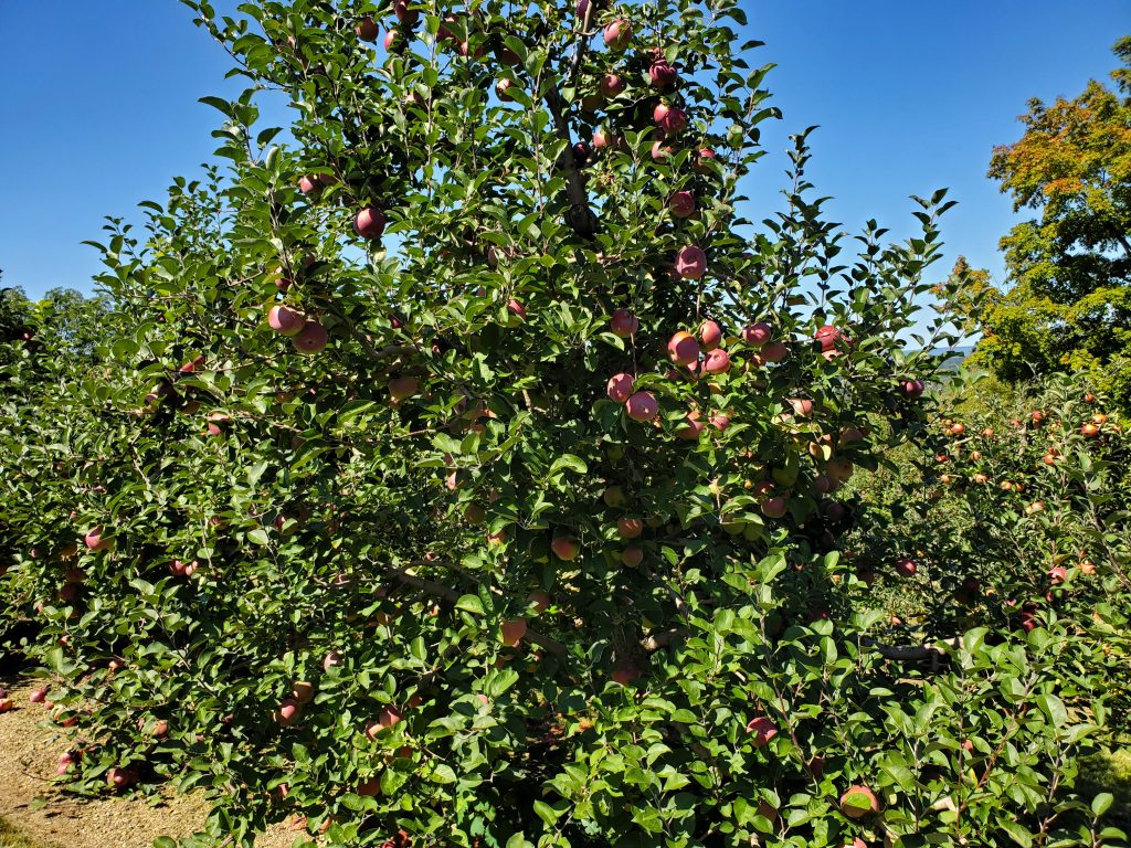 what apple trees produce twice a year?