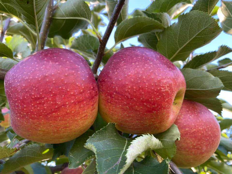 What apple trees produce twice a year?