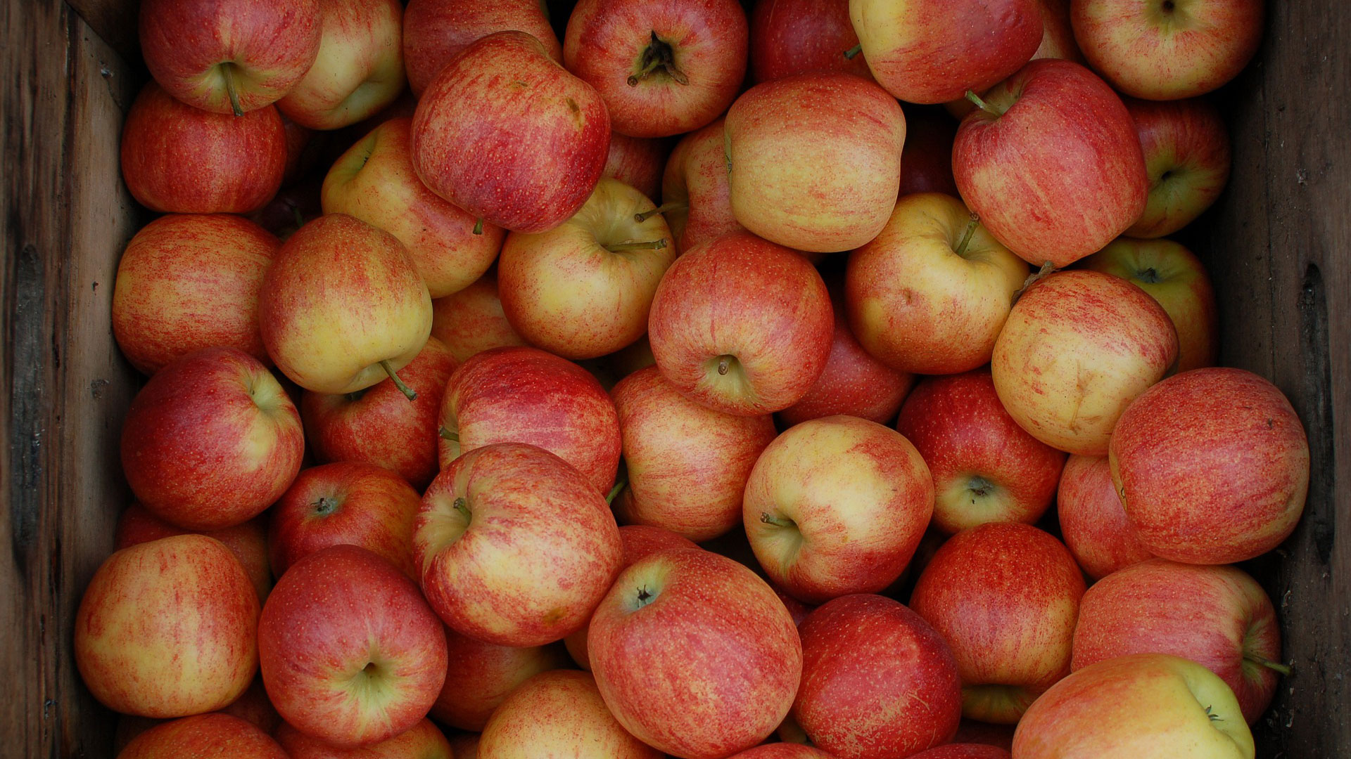 apple picking in pennsylvania crate of fresh apples