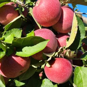 fresh apples in pa apple orchard 1