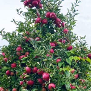 fresh apples in pa apple orchard 11