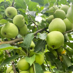 fresh apples in pa apple orchard 12