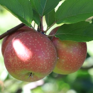 fresh apples in pa apple orchard 1fresh apples in pa apple orchard 8