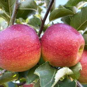 fresh apples in pa apple orchard 2