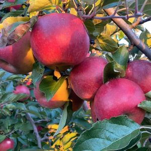 fresh apples in pa apple orchard 3