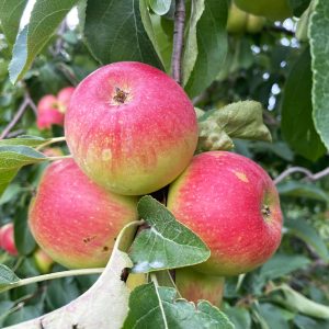 fresh apples in pa apple orchard 4