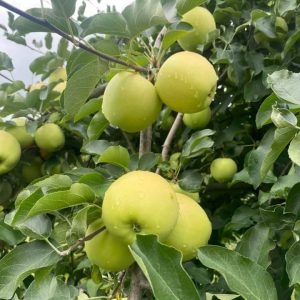 fresh apples in pa apple orchard 5