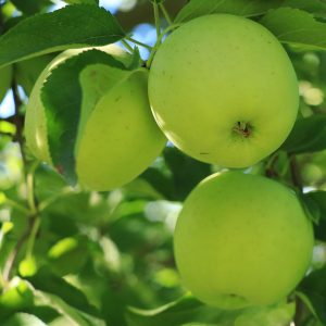 fresh apples in pa apple orchard 6