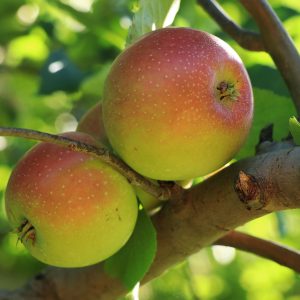 fresh apples in pa apple orchard 7