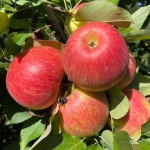 fresh apples in pa apple orchard 9