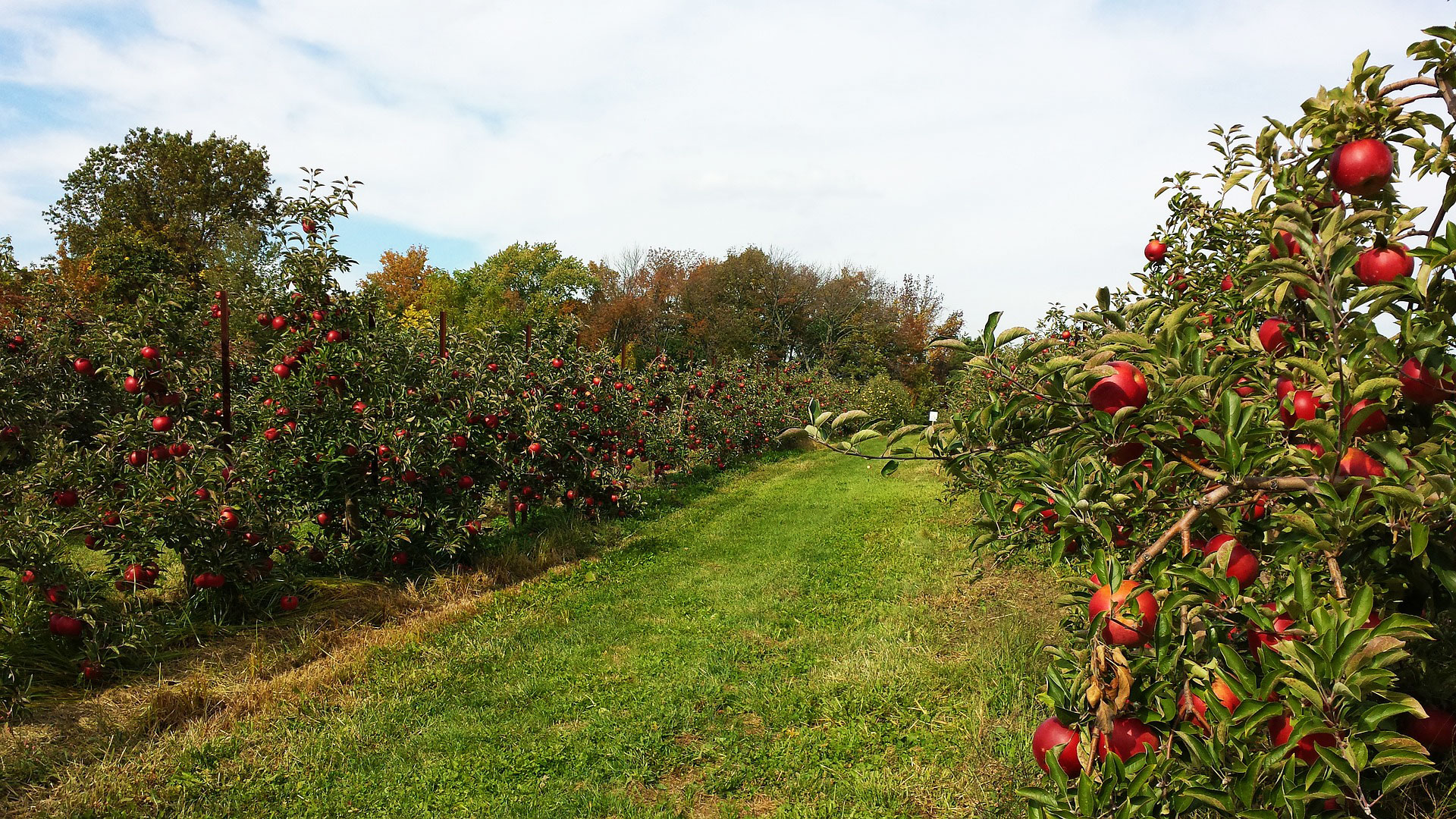 pennsylvania apple orchard picking apples at northhill