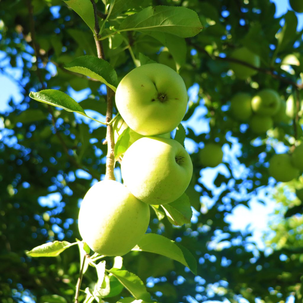 apple picking in pa apple orchard questions answered 2