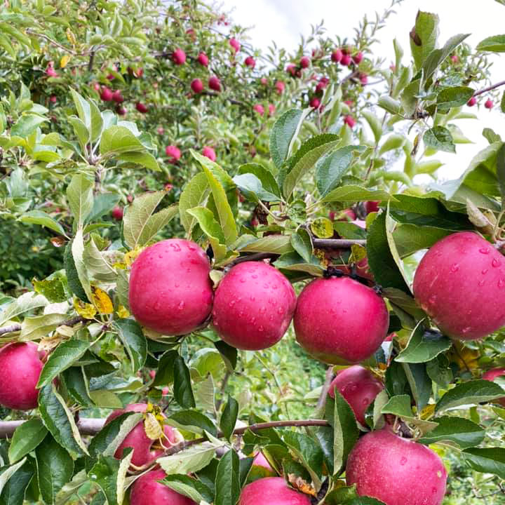 apple picking in pa apple orchard questions answered 5