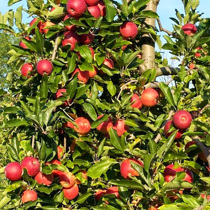 apple picking in pa apple orchard questions answered 7