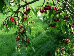 bundle of cherries in a cherry orchard