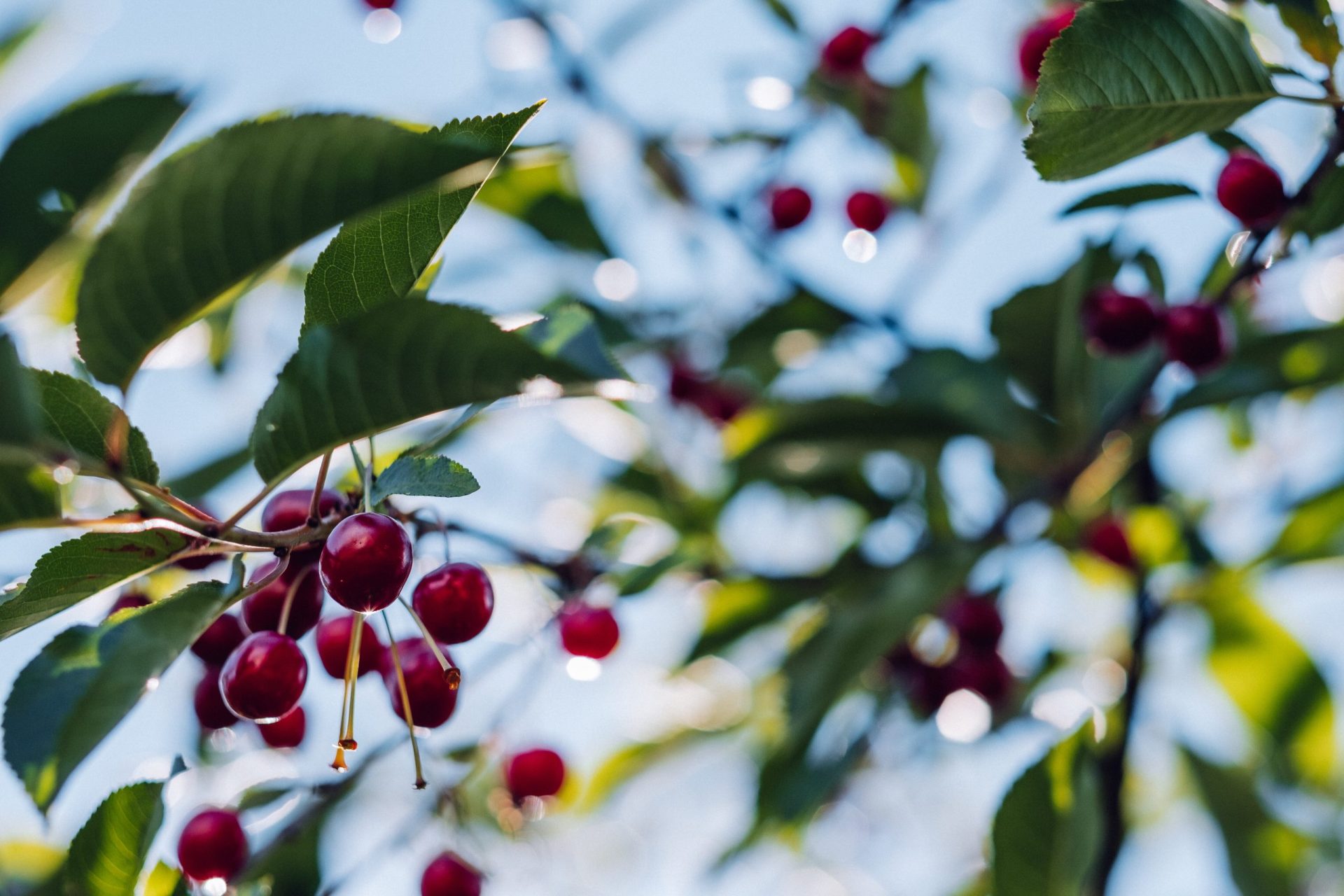 cherry orchard in pennsylvania