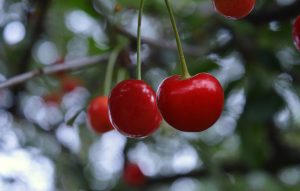 cherry picking for fun