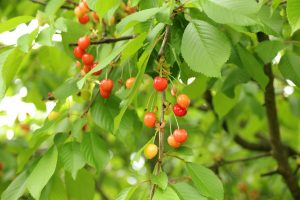 cherry tree for picking