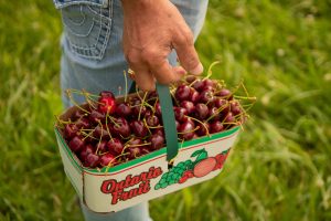 picked cherries in orchard