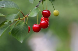 ripe cherries in orchard