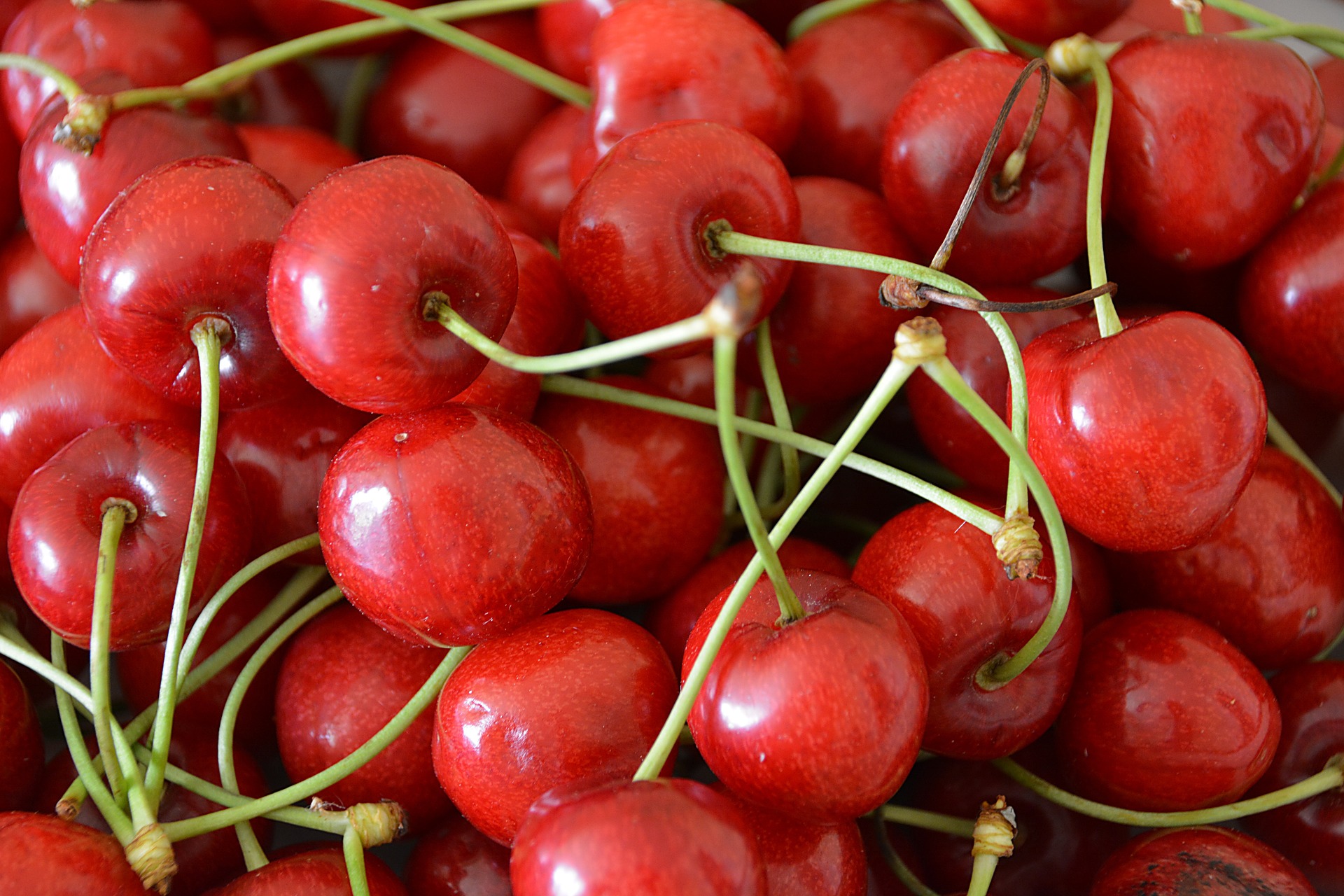 sour cherries in orchard