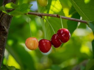 white sweet cherry orchard