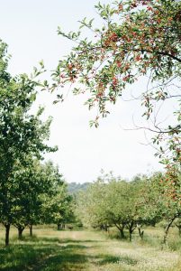 wideshot of cherry orchard