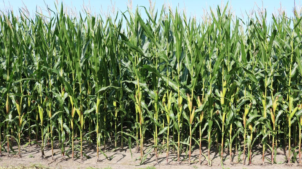 corn field near winfield pa northhill orchard 1