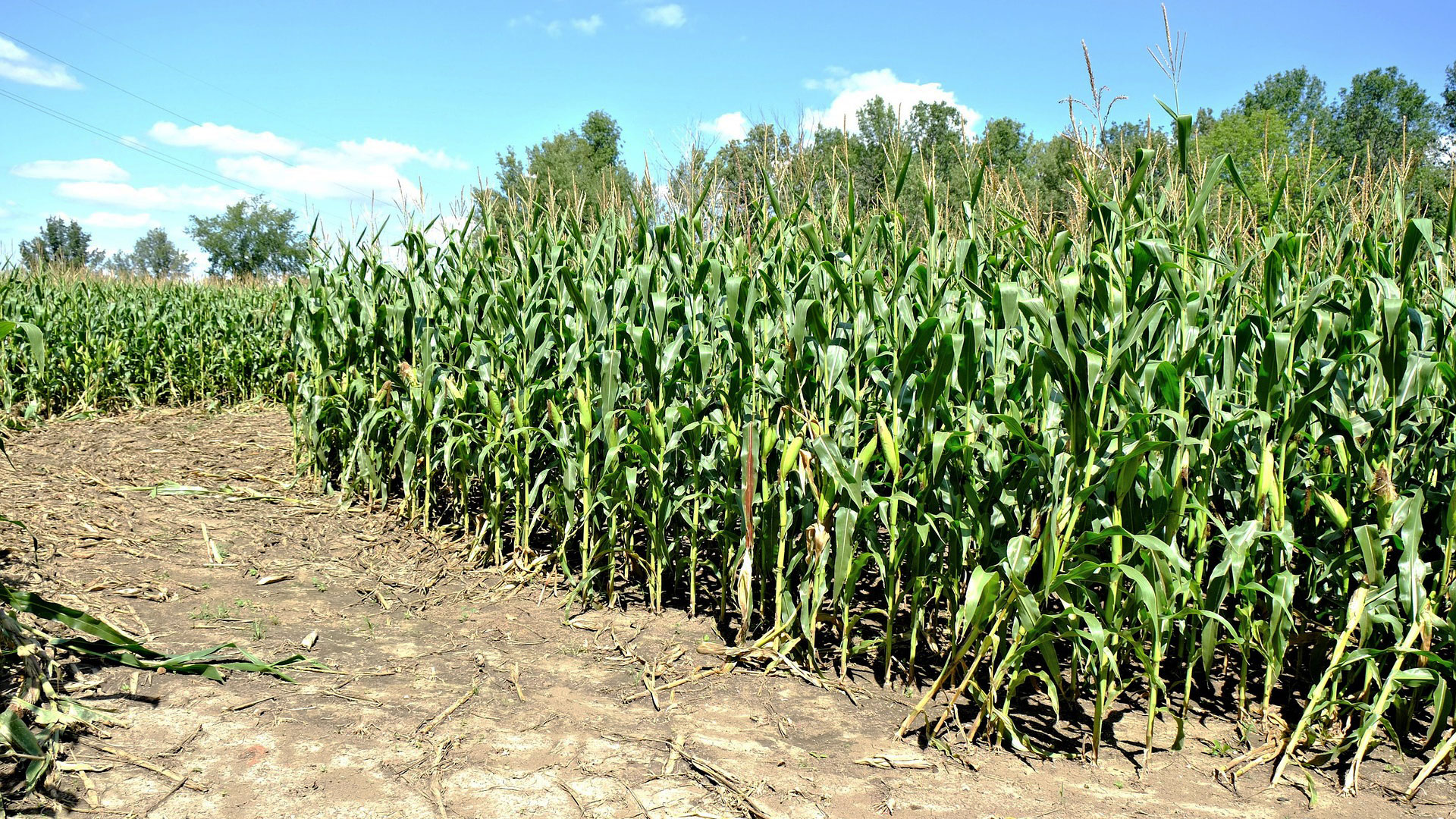 corn field near winfield pa northhill orchard 2