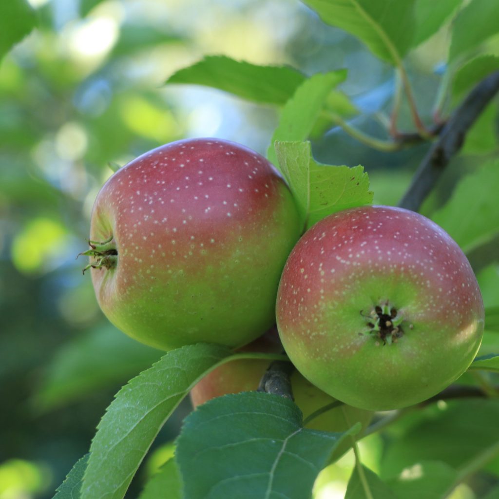 pa apple orchard mifflinburg pa