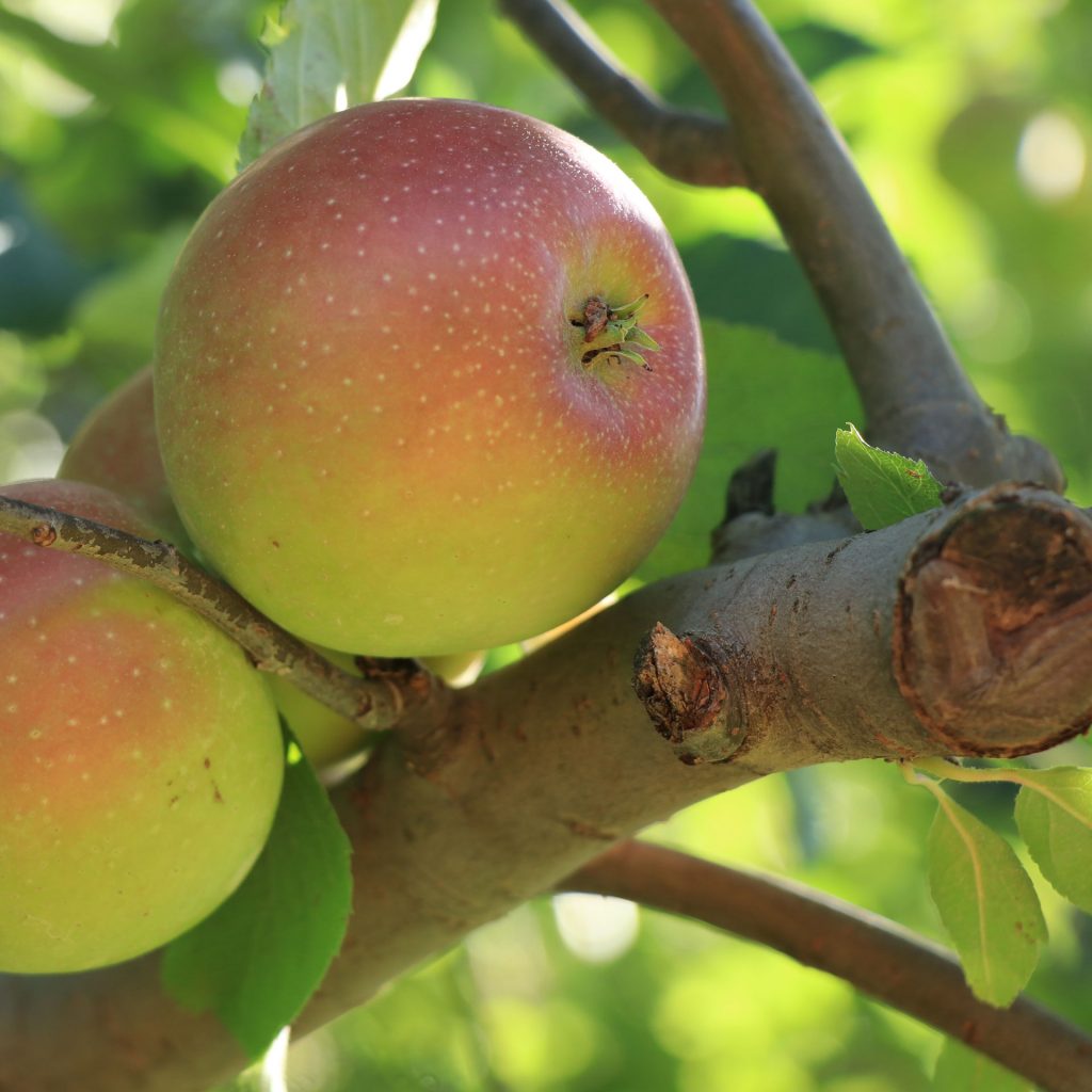 pa apple orchard northhill orchard directions