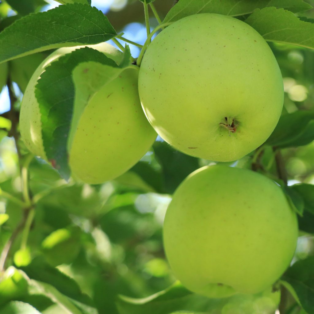 pa apple orchard sunbury pa