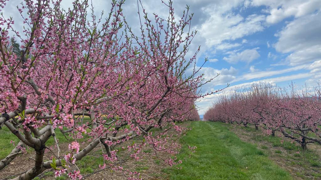 apple picking northhill orchard fresh fruit orchard