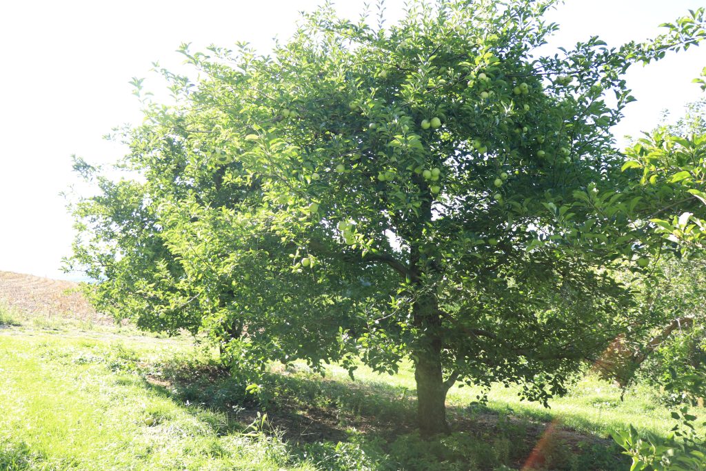 how to properly start an apple tree