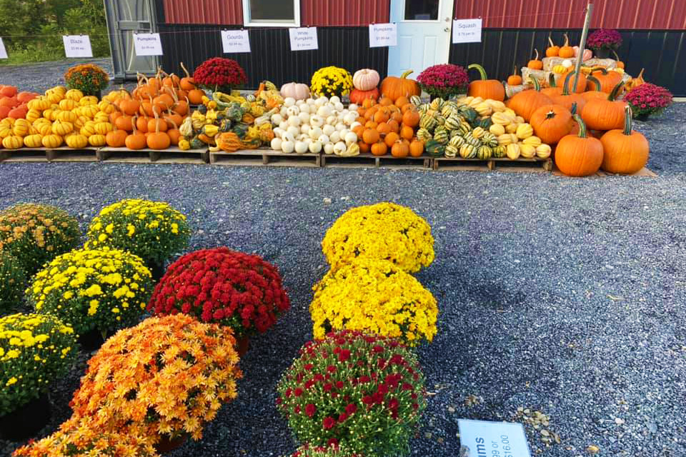 apple picking farm near williamsport pa 10