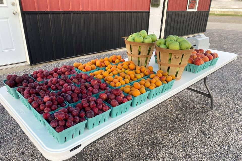 apple picking farm near williamsport pa 7