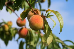 all natural peach orchard in pa