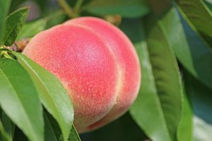 colorful peach orchard in pa