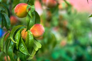 explore peach orchard in pa