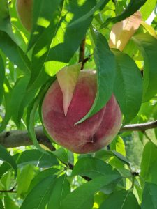 family fun peach orchard