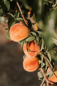 organic peaches in winfield pa