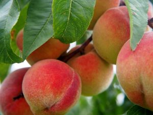 peach orchard