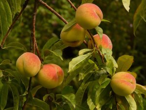 peaches on a tree at a peach orchard