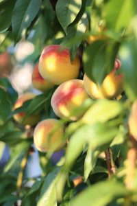 pick peaches in winfield pa