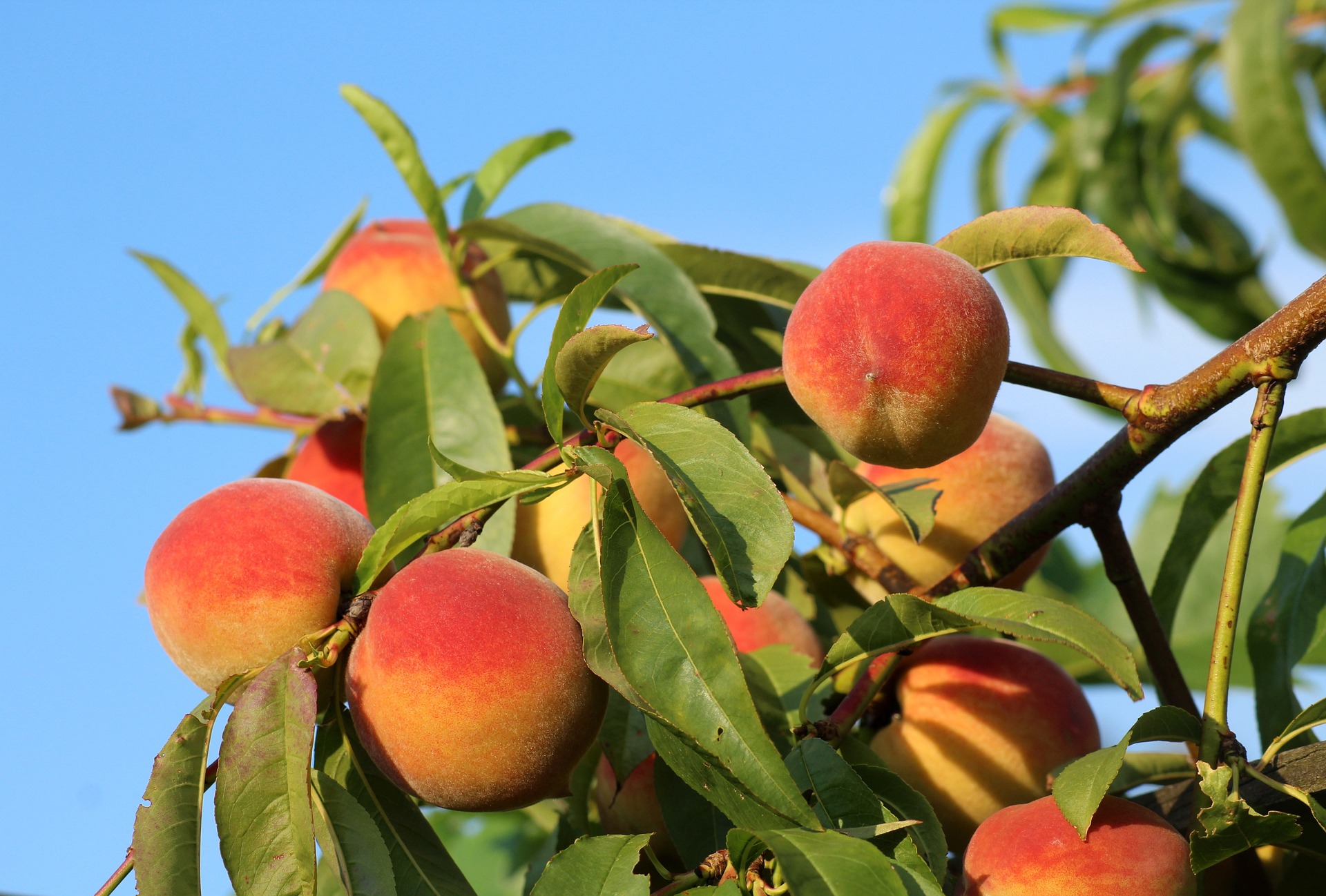 pick your own peaches