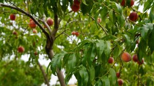 picking peaches off trees