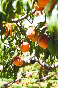 ripe peach orchard