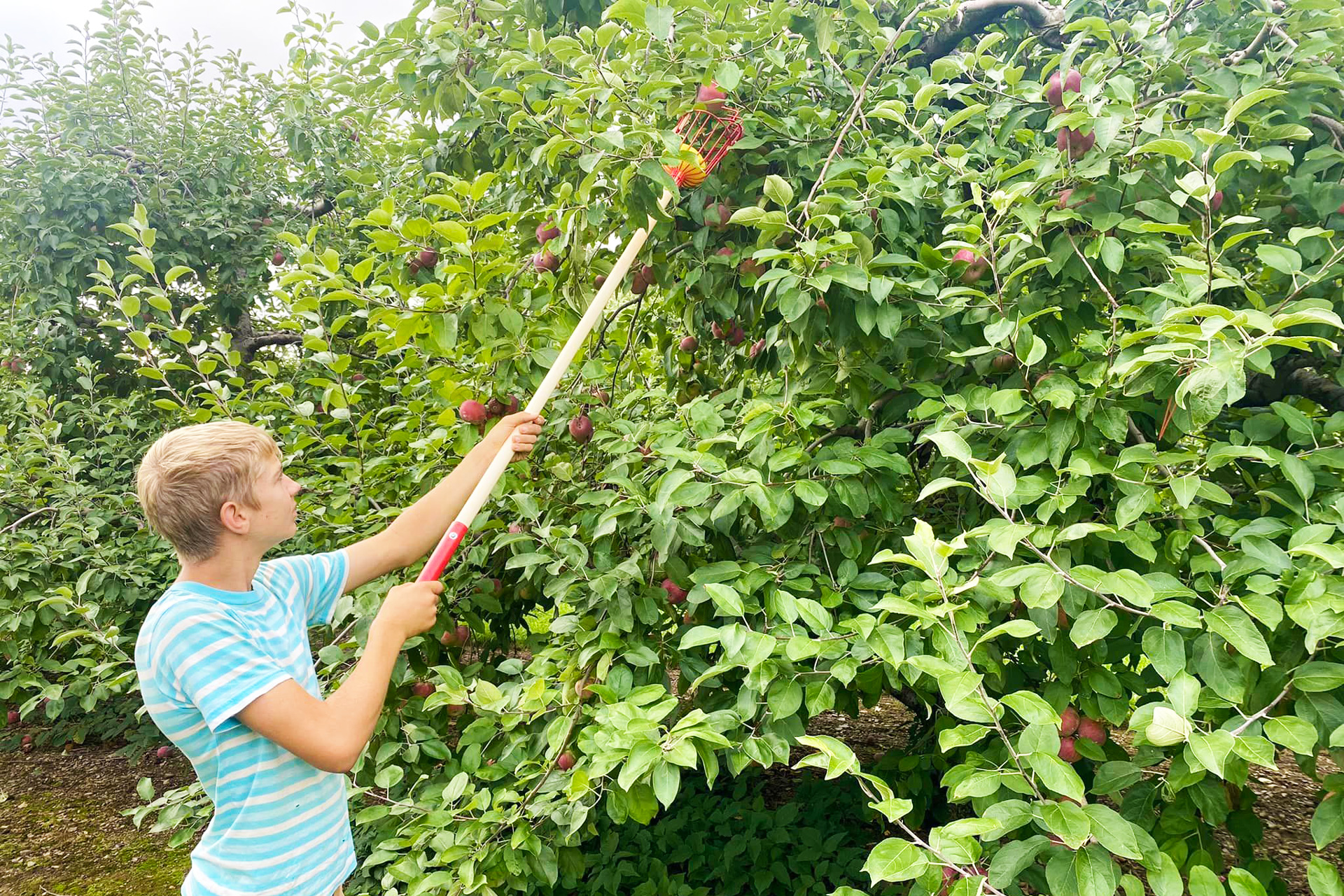 pick your own apples winfield pa apple orchard