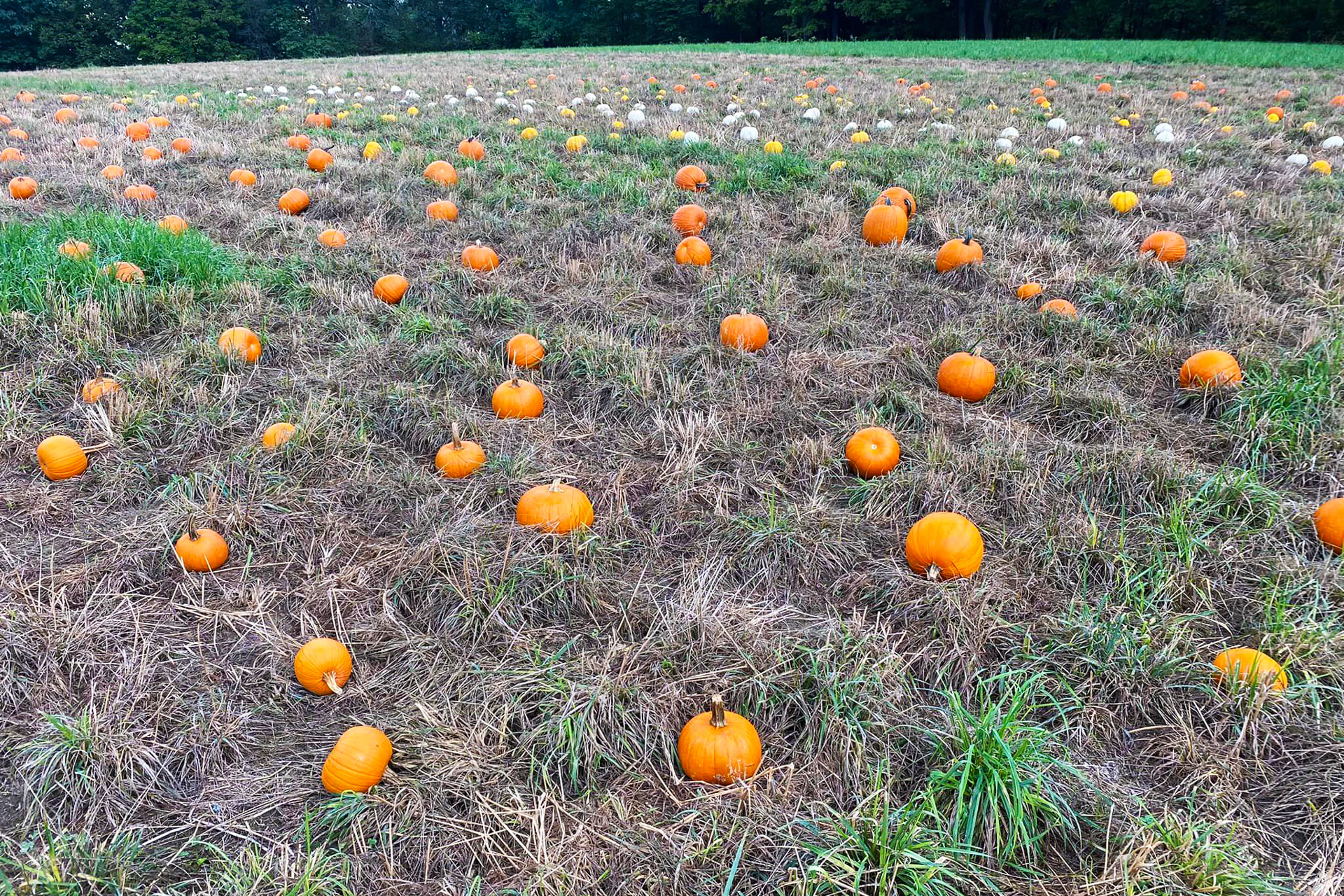 fall orchard pumpkin patch at northhill orchard